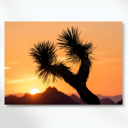 Joshua Tree Sunrise