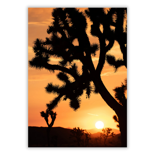 Joshua Tree Sunset