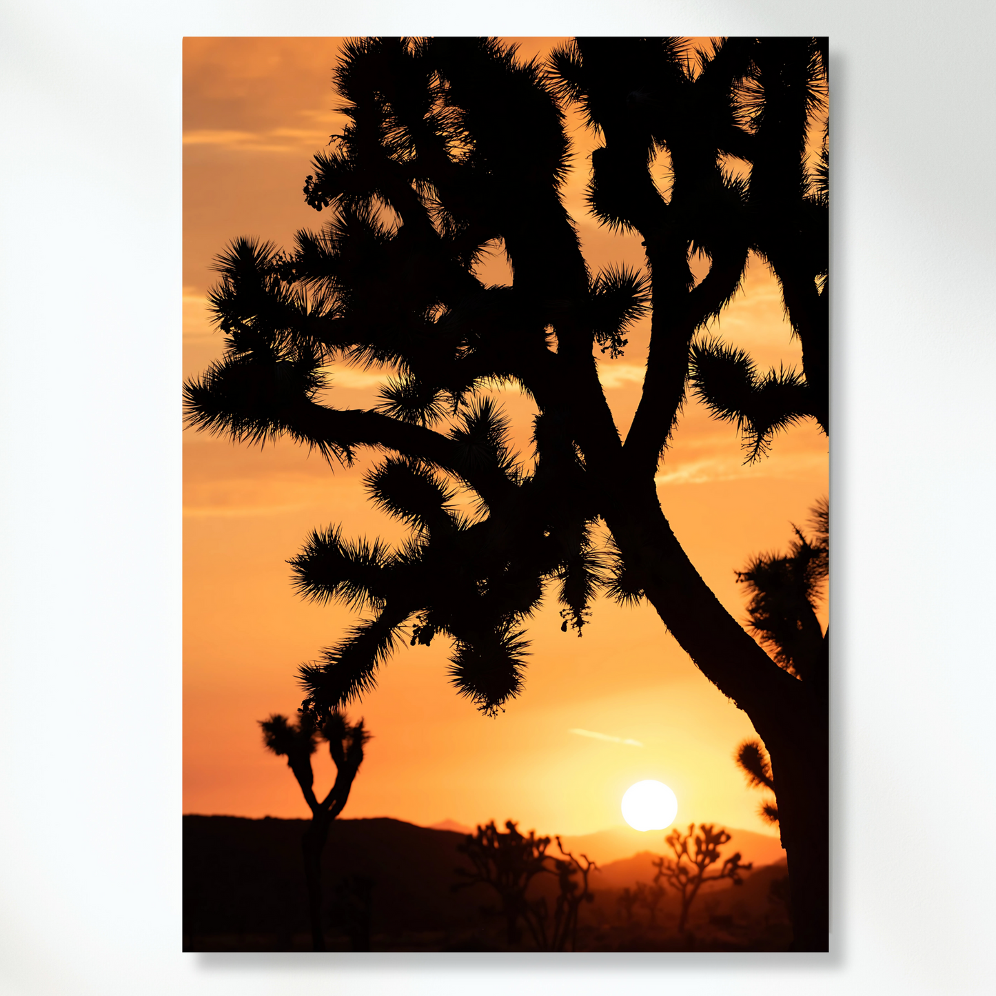 Joshua Tree Sunset