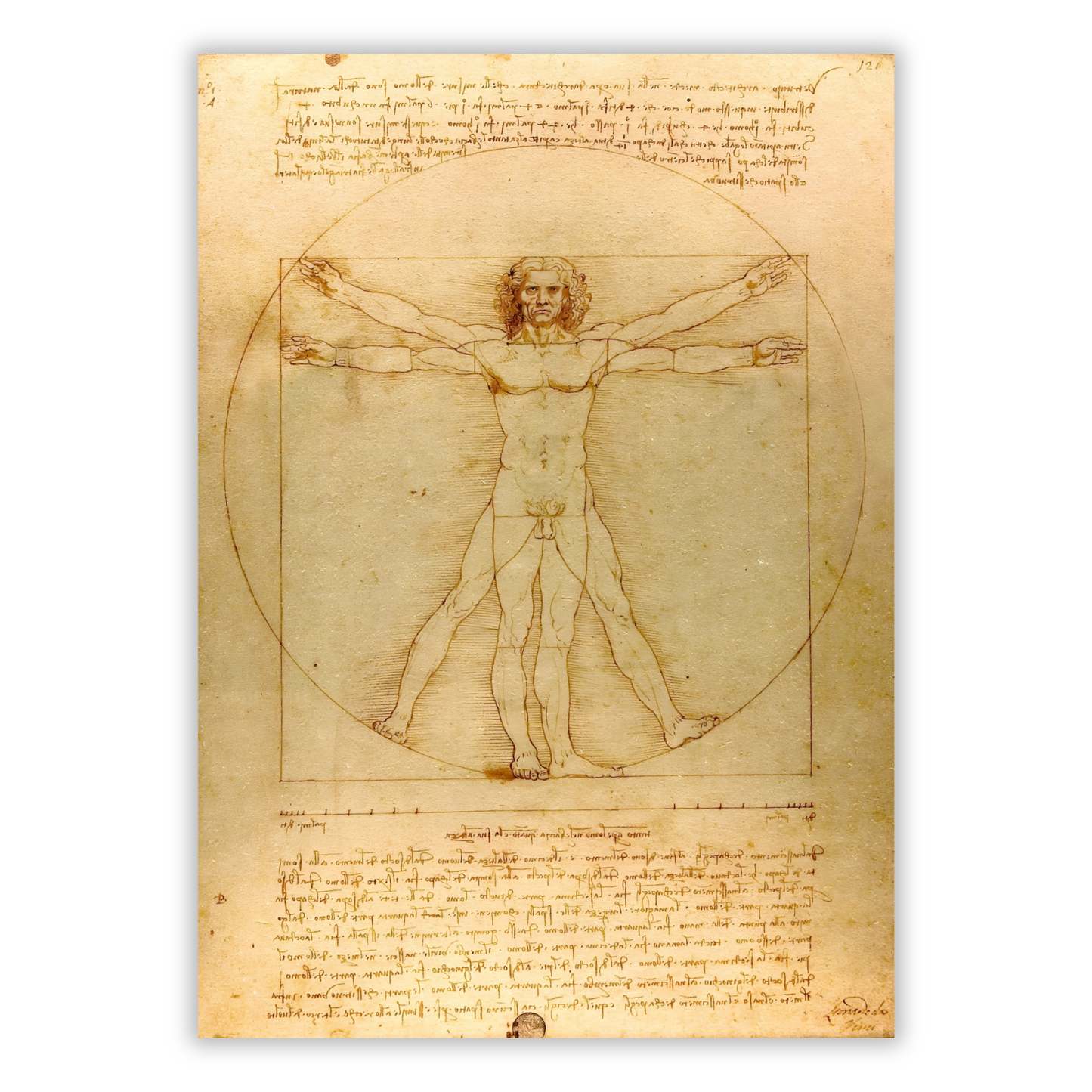 Leonardo Da Vinci - Vitruvian Man