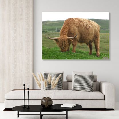 Grazing Highland Cow Animal Kingdom Wall Art Canvas Print