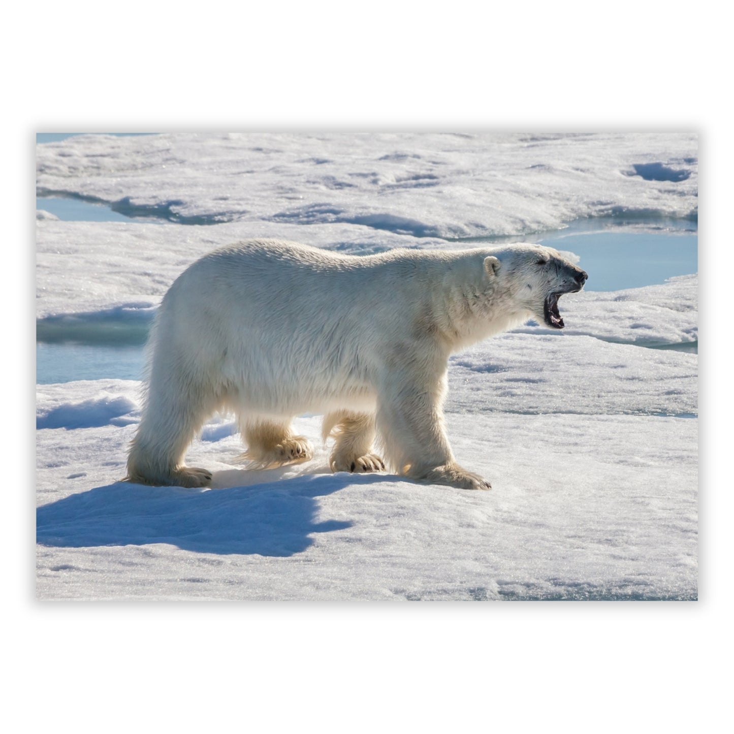 Polar Bear Animal Kingdom Wall Art Canvas Print