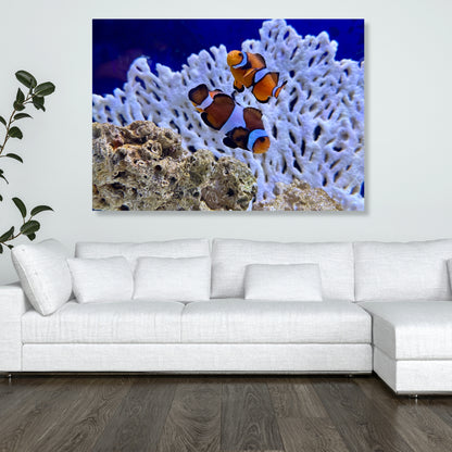 Clownfish Wall Art Canvas Print