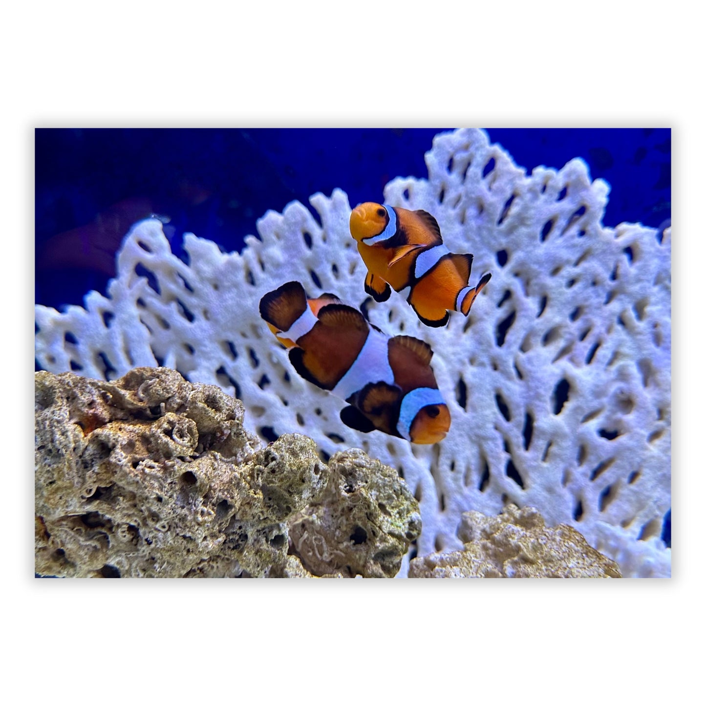 Clownfish Wall Art Canvas Print