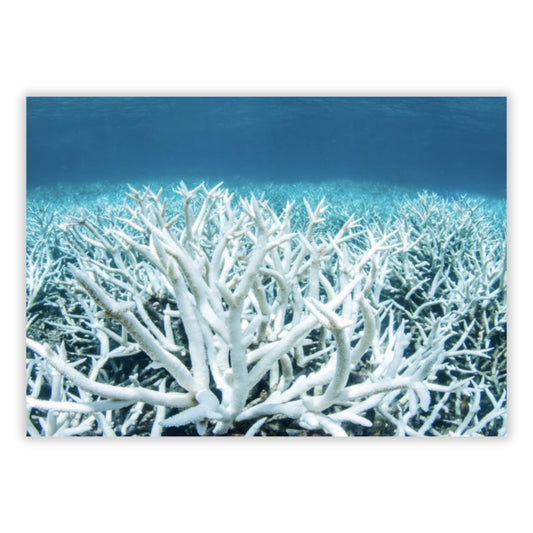 Bleached Coral Wall Art Canvas Print