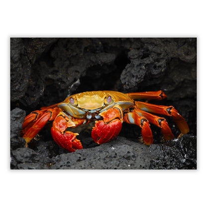 Mr Crab Wall Art Canvas Print