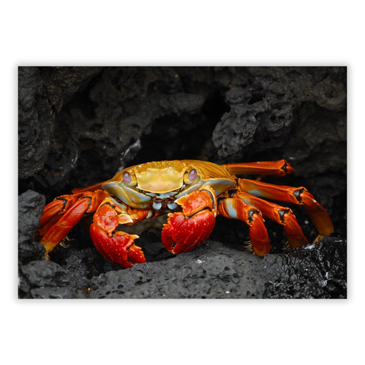 Mr Crab Wall Art Canvas Print