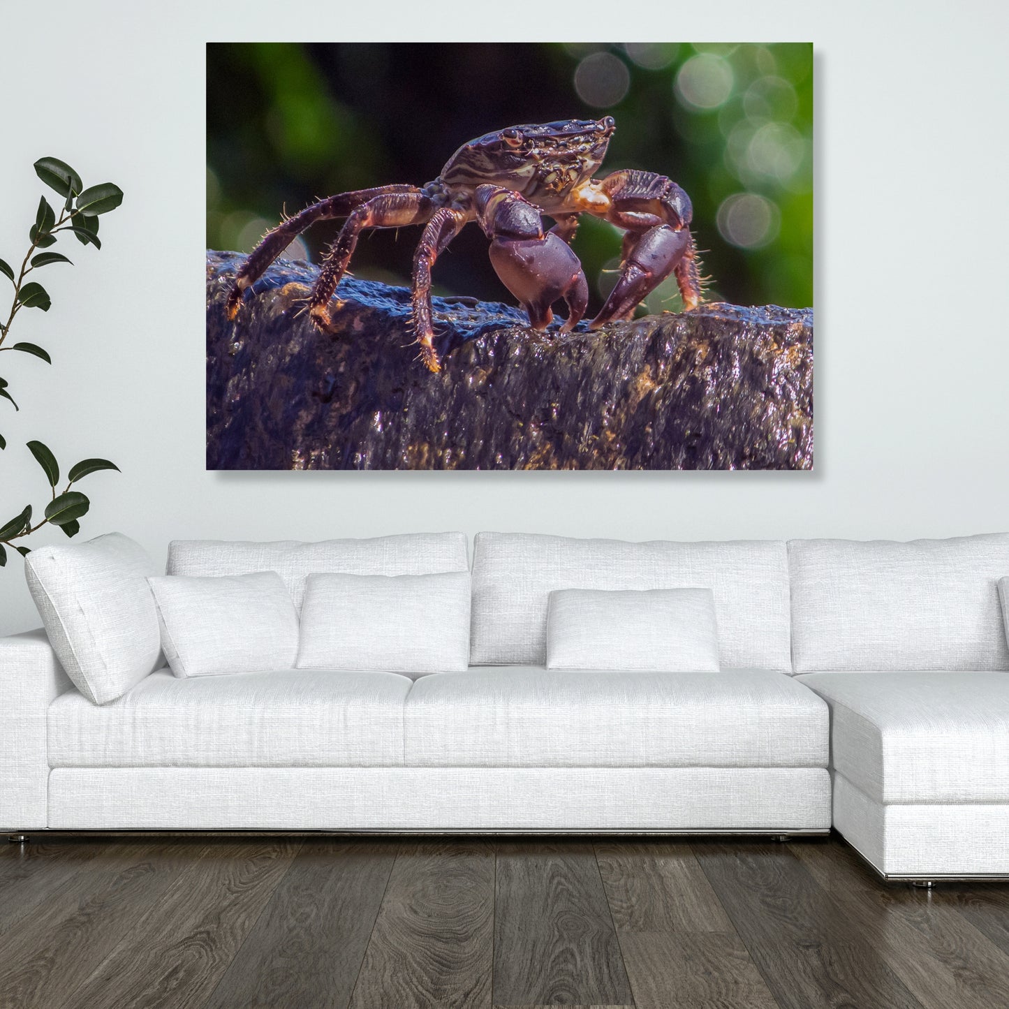 Inquisitive Crab Wall Art Canvas Print