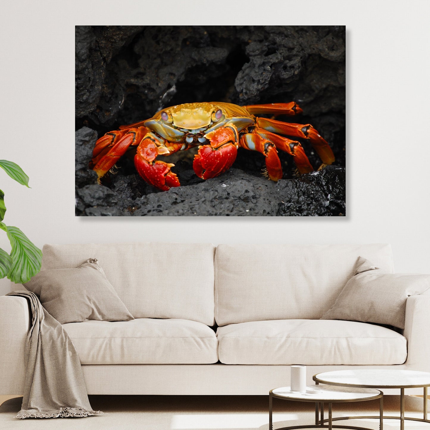 Mr Crab Wall Art Canvas Print