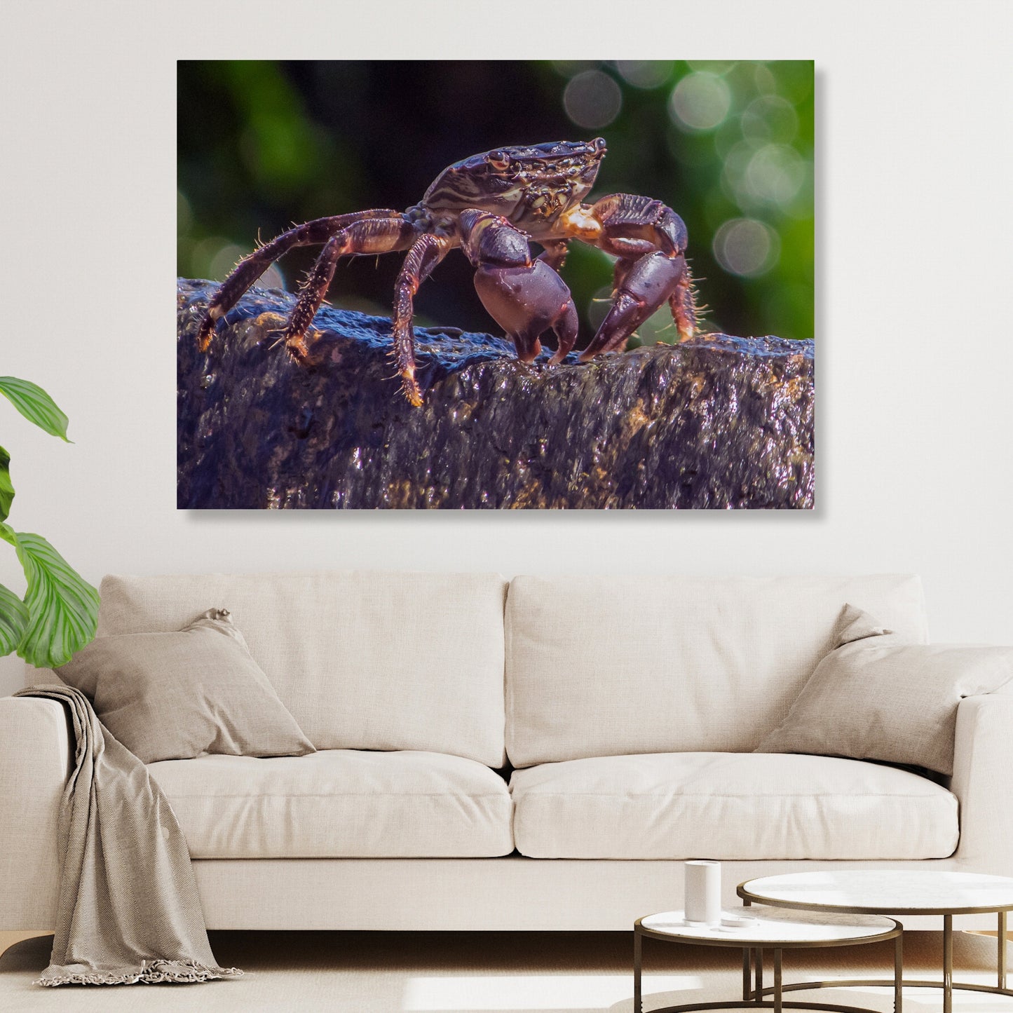 Inquisitive Crab Wall Art Canvas Print