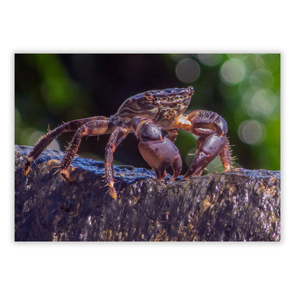 Inquisitive Crab Wall Art Canvas Print