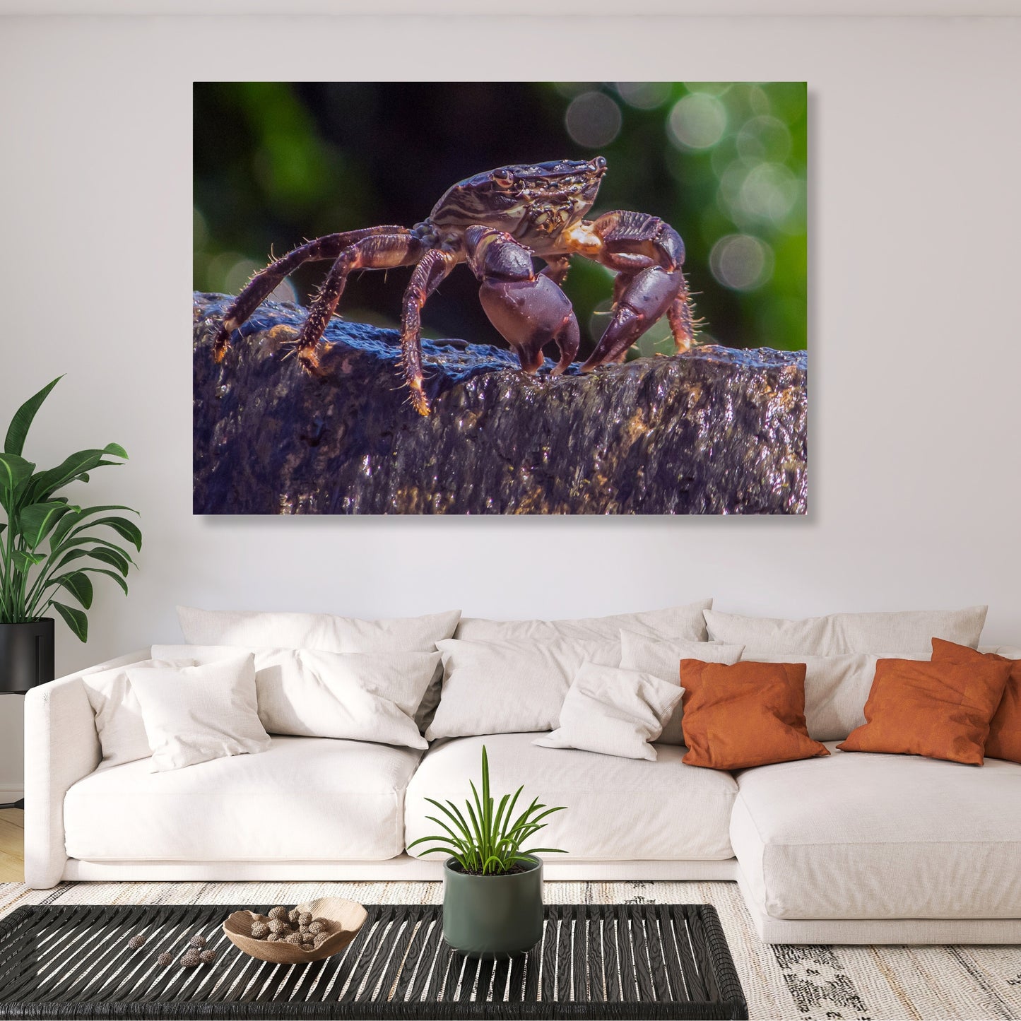 Inquisitive Crab Wall Art Canvas Print