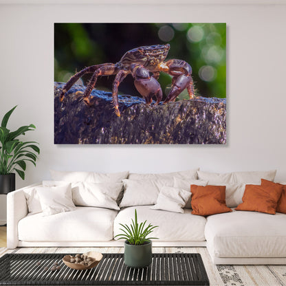 Inquisitive Crab Wall Art Canvas Print