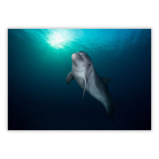 Dolphin Wall Art Canvas Print