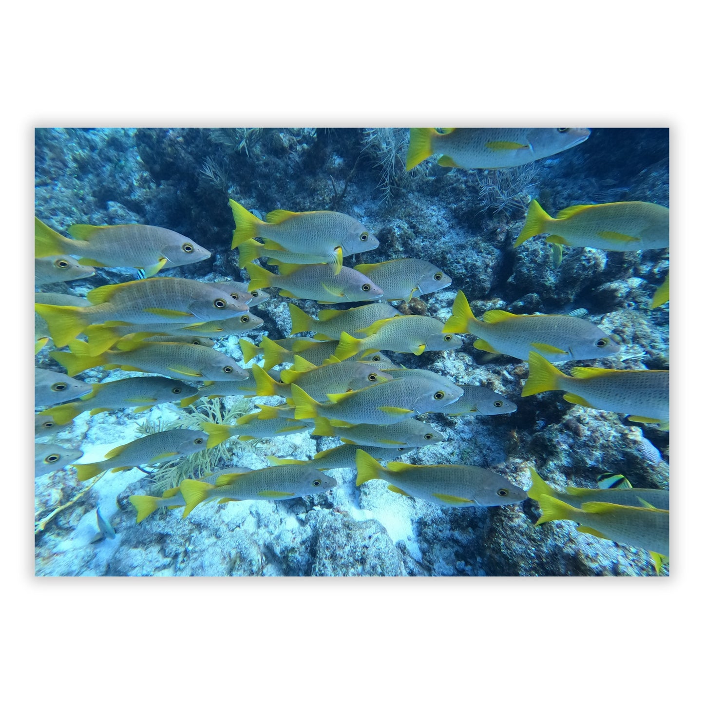 Fish Beauty Wall Art Canvas Print