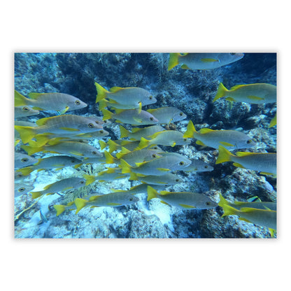 Fish Beauty Wall Art Canvas Print