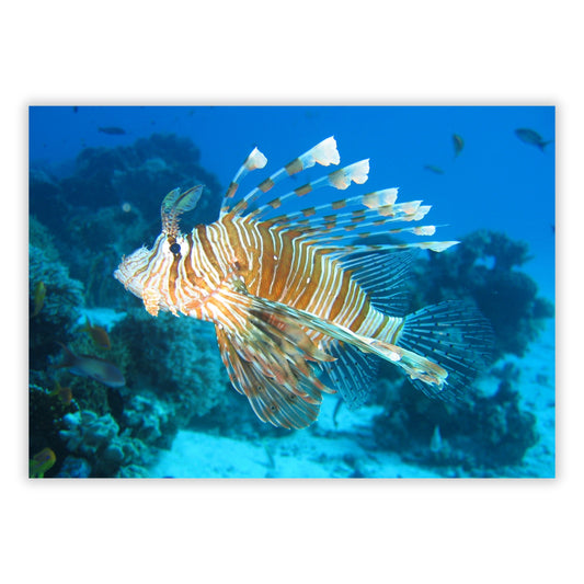 Lion Fish Wall Art Canvas Print