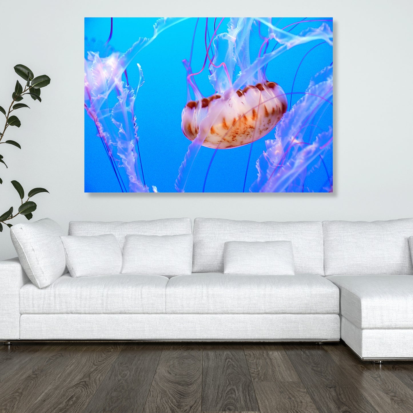 Jellyfish Beauty Wall Art Canvas Print