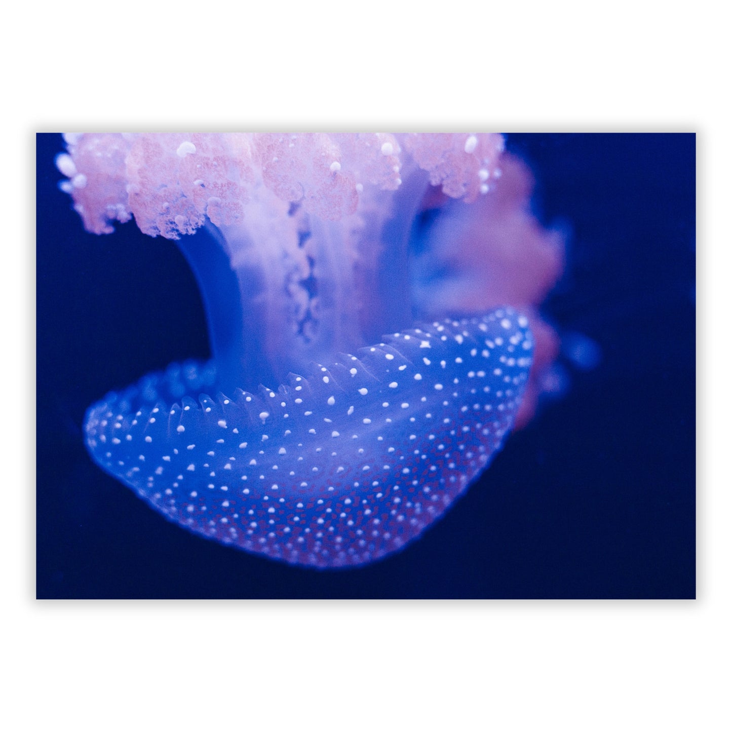Jellyfish Indigo Wall Art Canvas Print