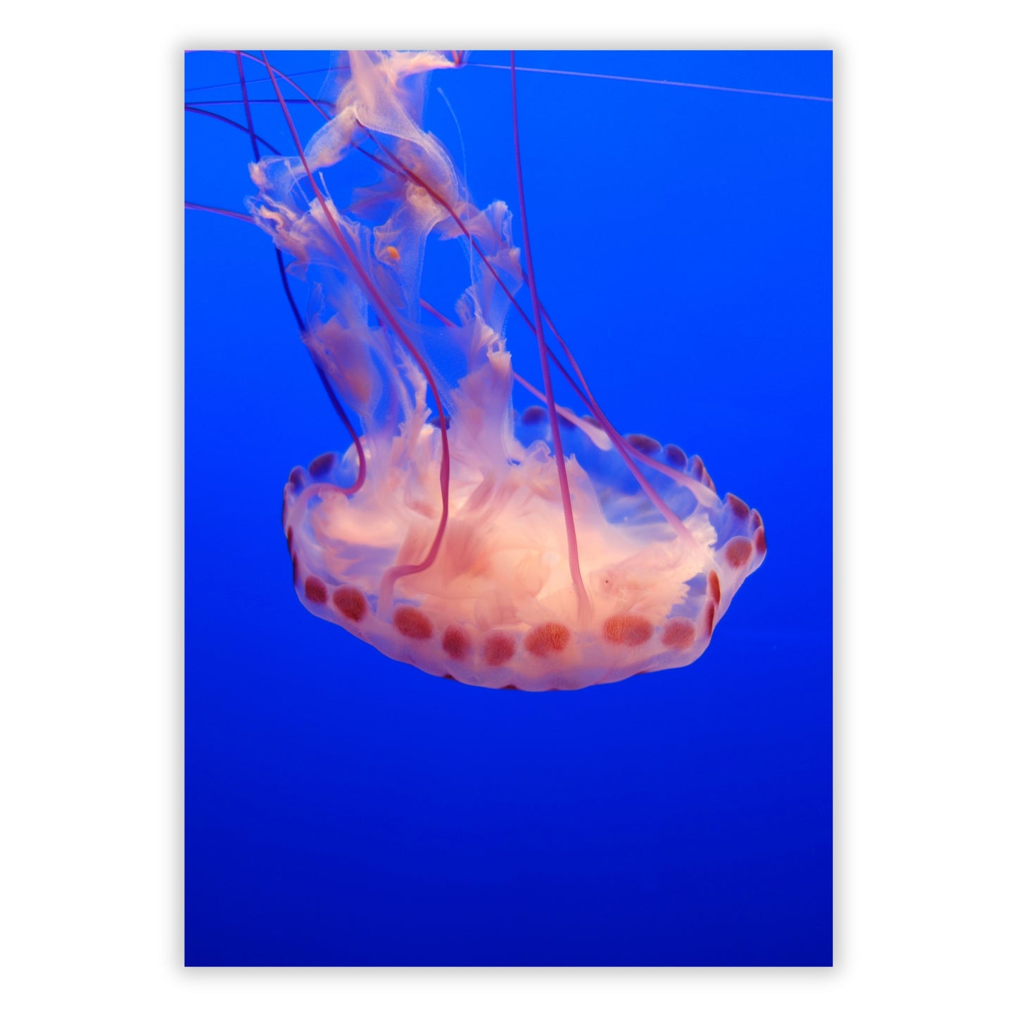 Jelly Dance Wall Art Canvas Print