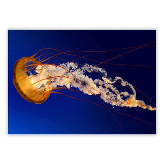 Magnificence Wall Art Canvas Print