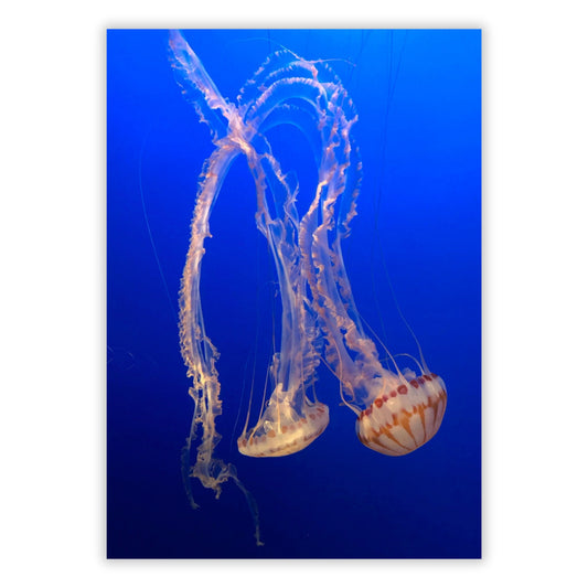 Majestic Wall Art Canvas Print