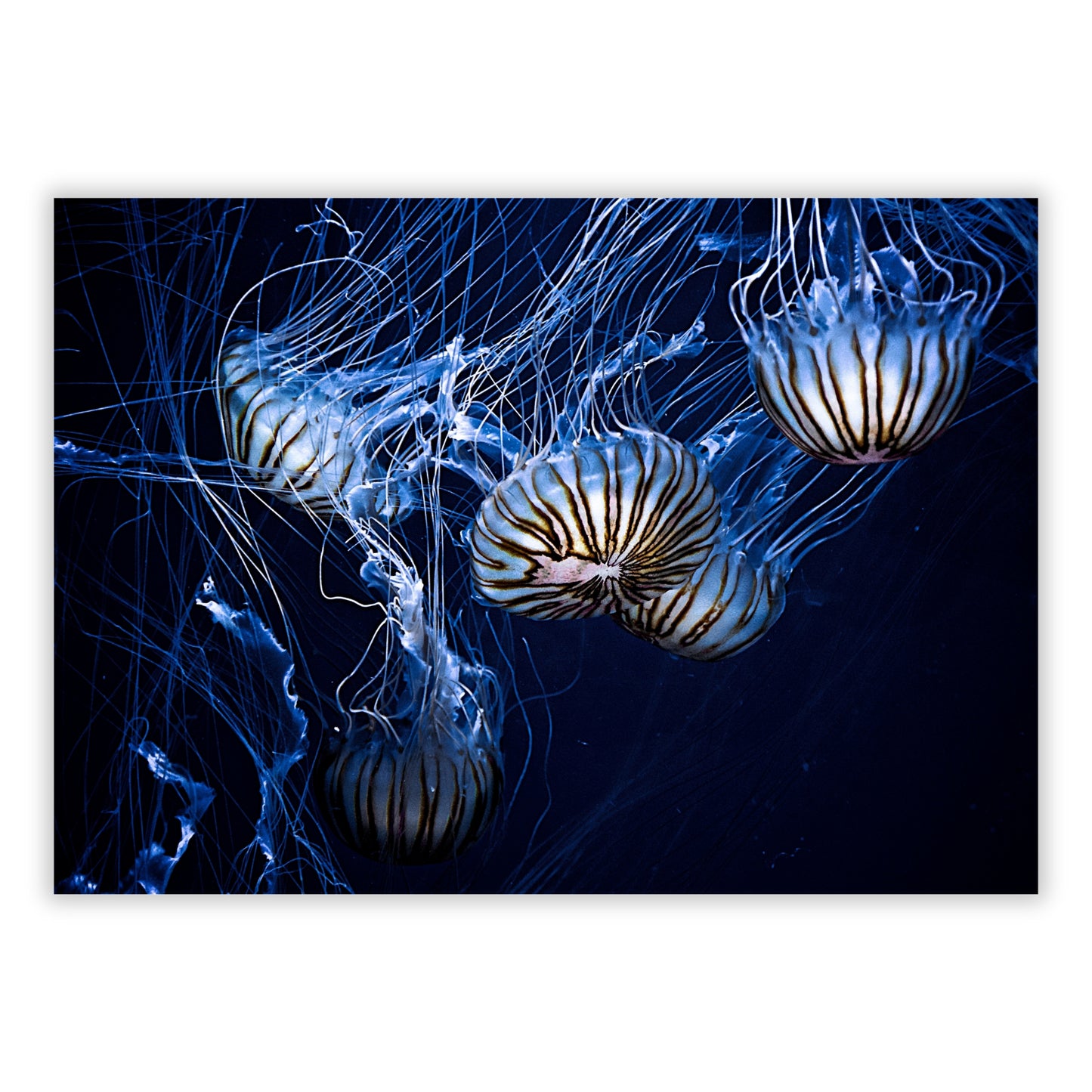 Jellyfish Glow Wall Art Canvas Print