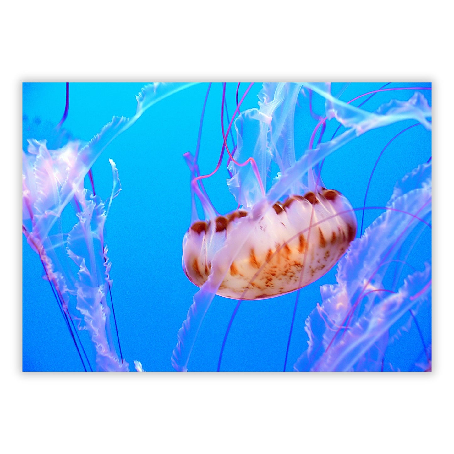 Jellyfish Beauty Wall Art Canvas Print