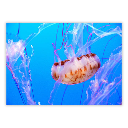 Jellyfish Beauty Wall Art Canvas Print