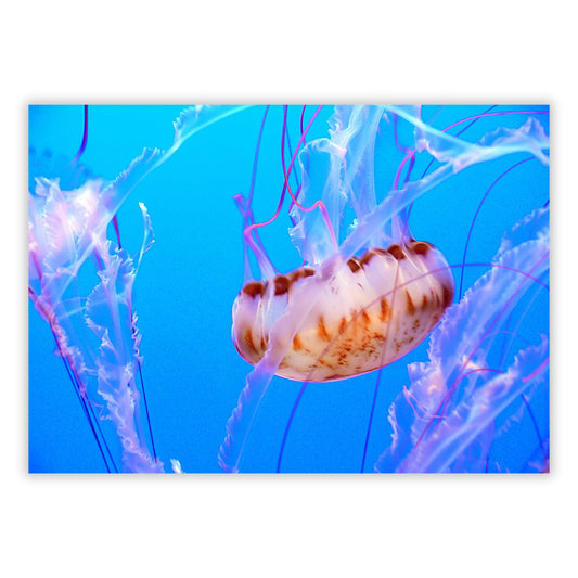 Jellyfish Beauty Wall Art Canvas Print