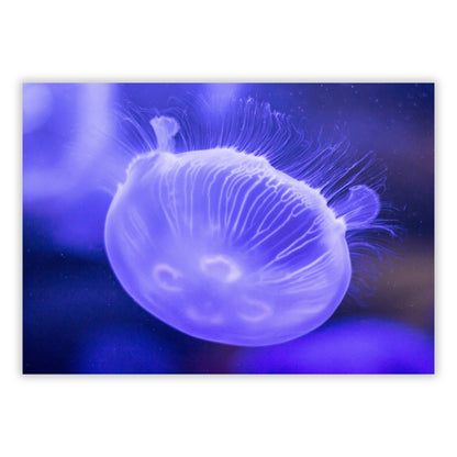 Violet Swimmer Wall Art Canvas Print