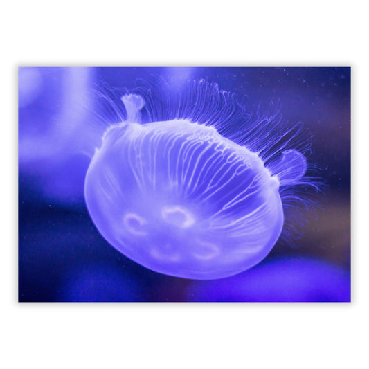 Violet Swimmer Wall Art Canvas Print