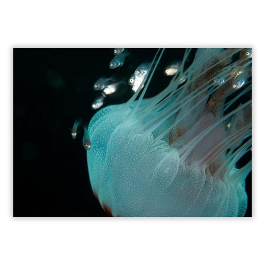 Jellyfish & Friends Wall Art Canvas Print
