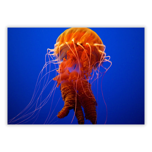 Orange Jellyfish Wall Art Canvas Print