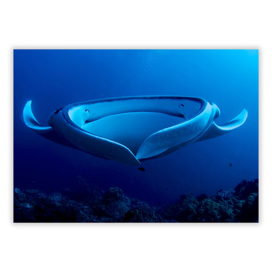 Manta Ray's Hug Wall Art Canvas Print