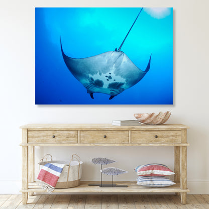 Manta Ray Overhead Wall Art Canvas Print