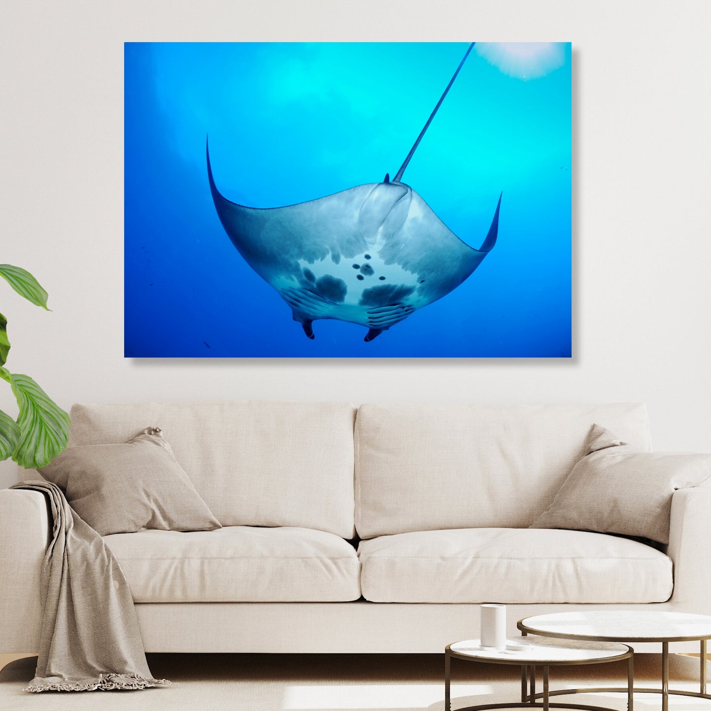 Manta Ray Overhead Wall Art Canvas Print