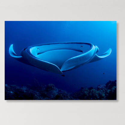 Manta Ray's Hug Wall Art Canvas Print
