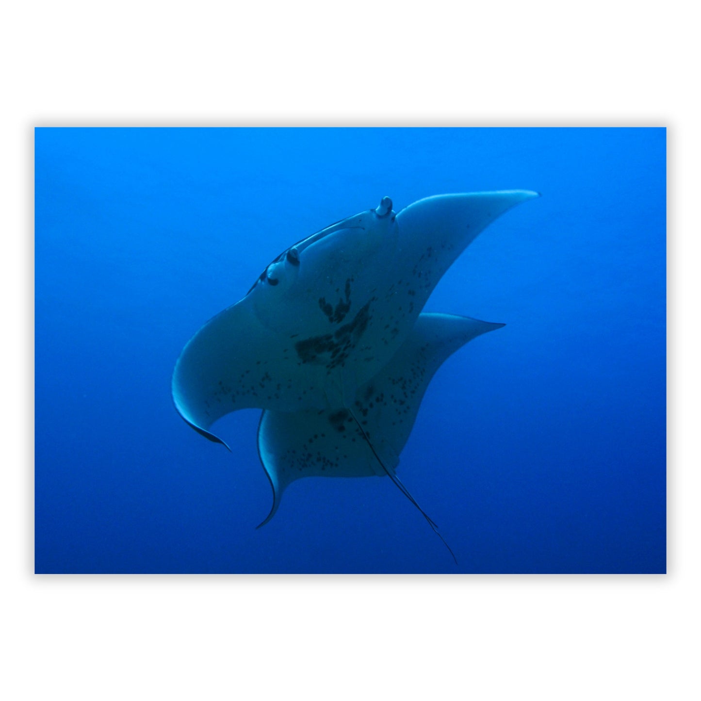 Manta Ray's Welcome Wall Art Canvas Print