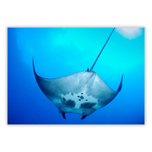 Manta Ray Overhead Wall Art Canvas Print