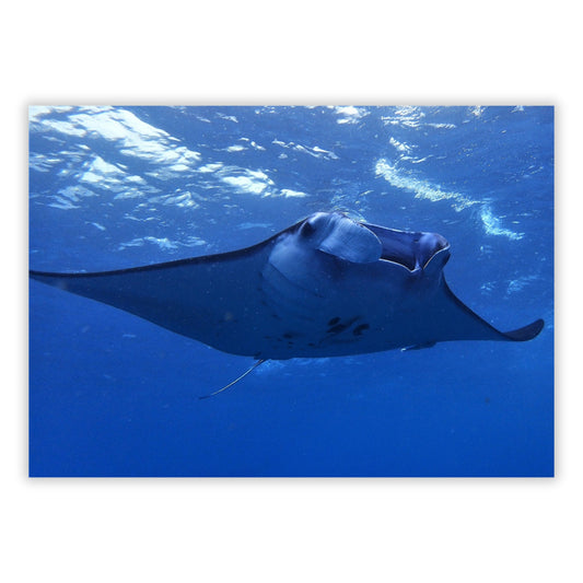 Gentle Manta Ray Wall Art Canvas Print