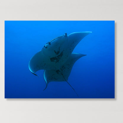 Manta Ray's Welcome Wall Art Canvas Print