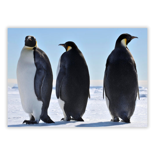 Penguins Wall Art Canvas Print