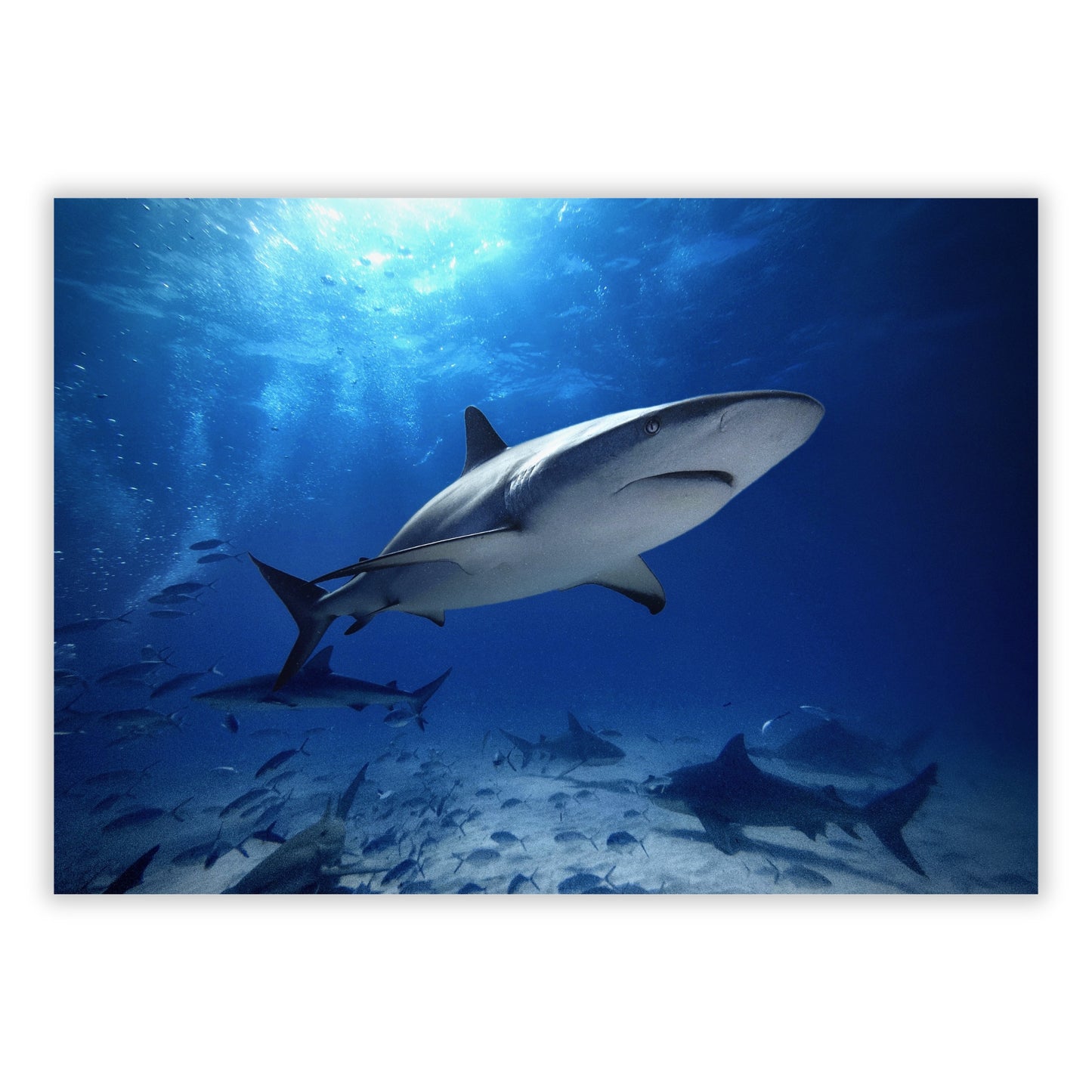 Sharks Wall Art Canvas Print