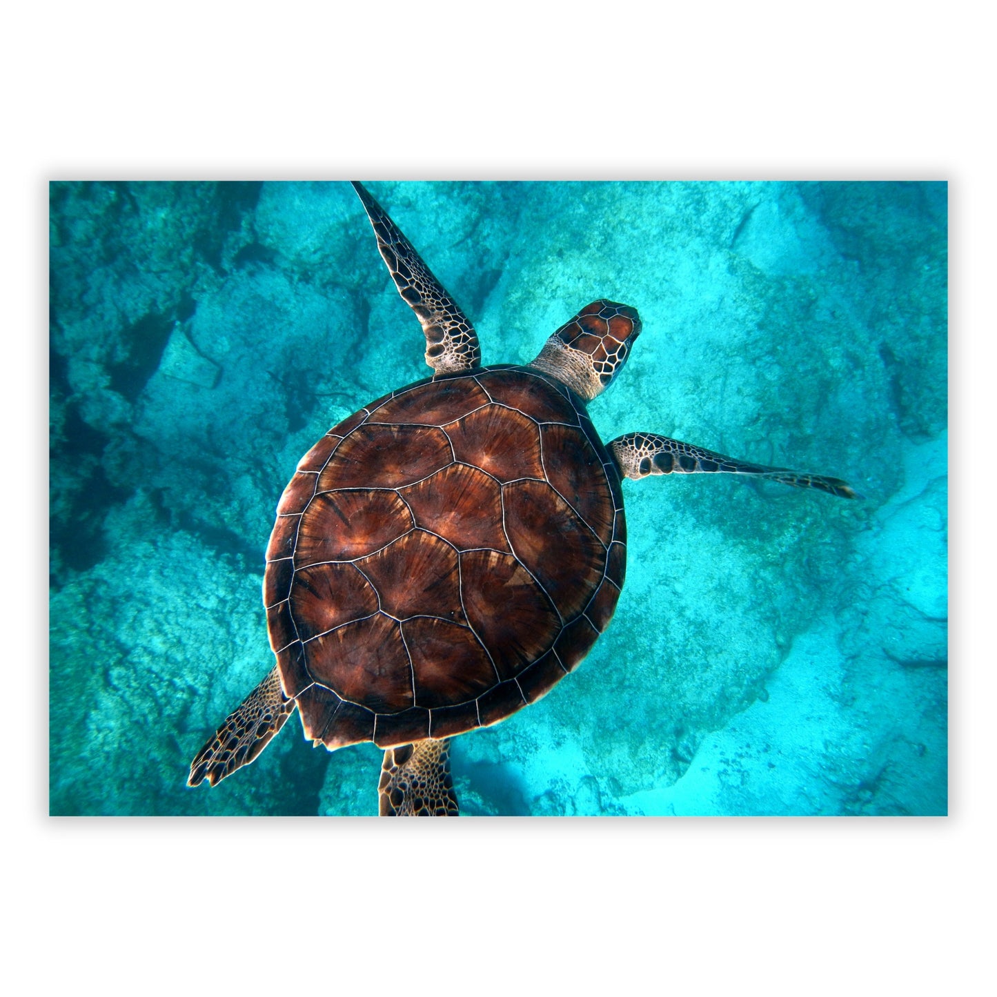 Sea Turtle Wall Art Canvas Print