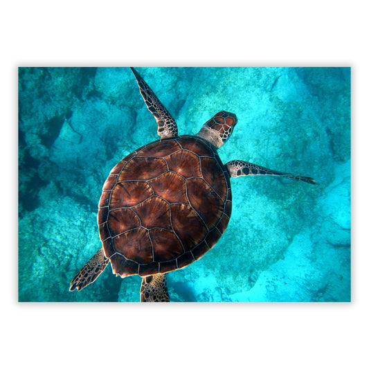 Sea Turtle Wall Art Canvas Print