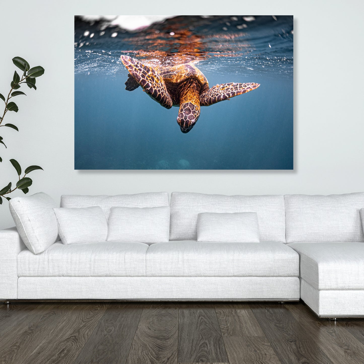 Turtle Curiosity Wall Art Canvas Print