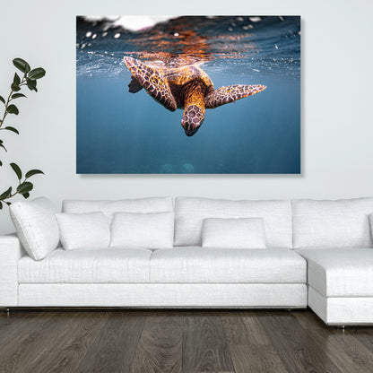 Turtle Curiosity Wall Art Canvas Print