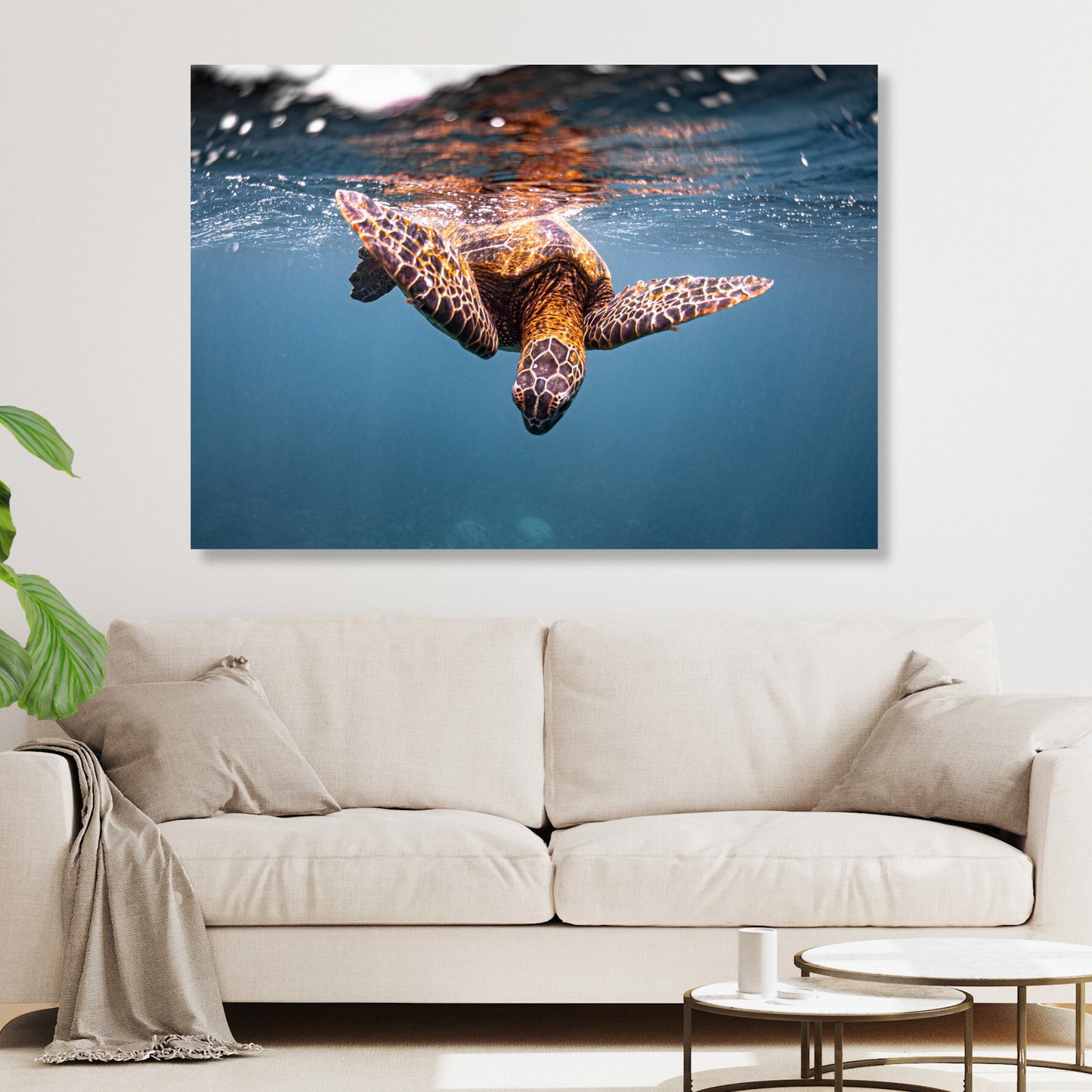 Turtle Curiosity Wall Art Canvas Print