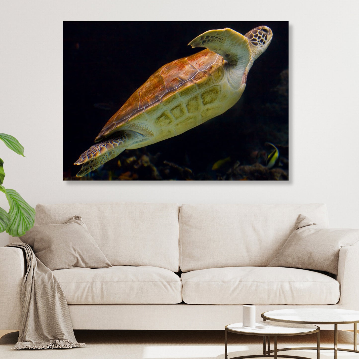 Turtle Drift Wall Art Canvas Print